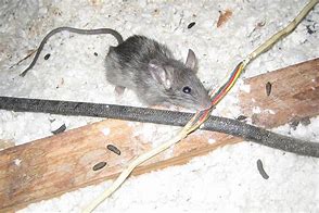Household pests